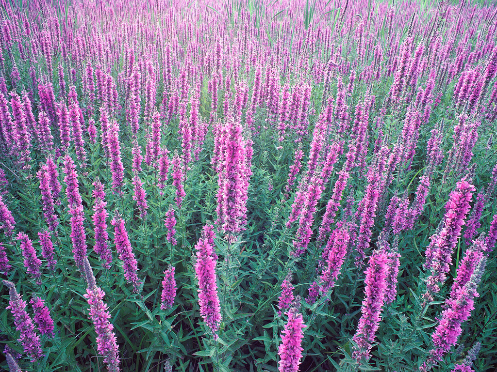 N560301.JPG