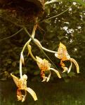 ORCHIDE4.JPG