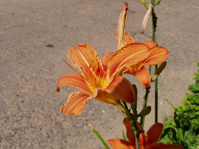 P7150049.JPG