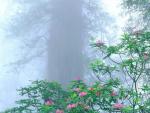 Rhododendron_ Redwood National Park_ California.JPG