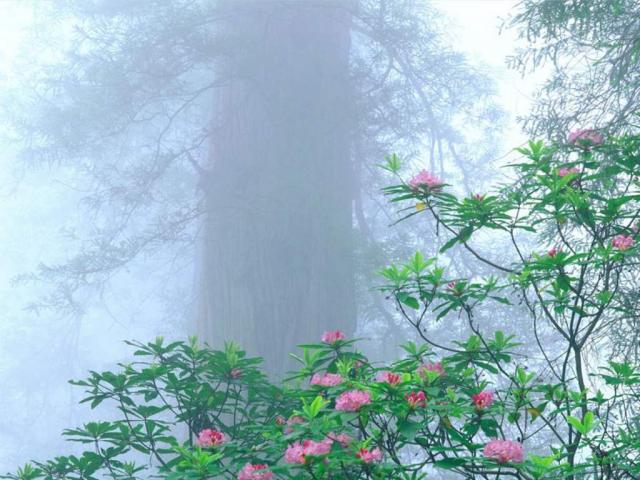 Rhododendron_ Redwood National Park_ California.JPG