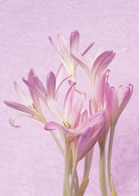 tender_flw_14.jpg