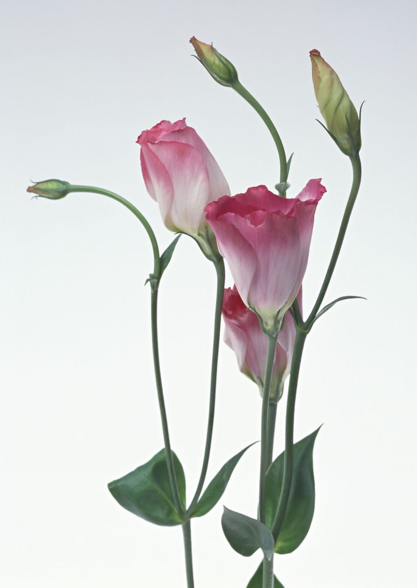 tender_flw_15.jpg