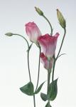 tender_flw_15.jpg