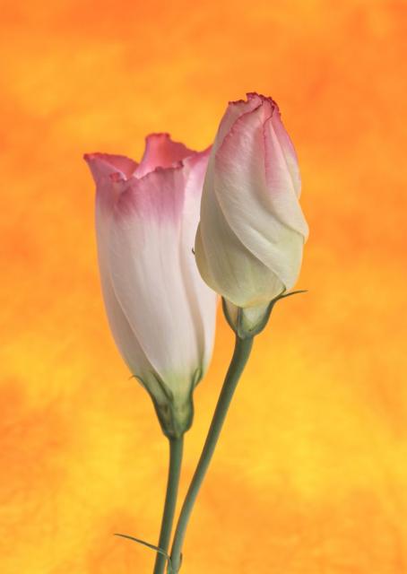 tender_flw_16.jpg