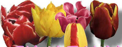 TULIP.JPG