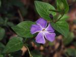 Vinca.jpg