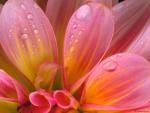 wet_dahlia.jpg