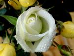 Photo of a white rose among yellow buds