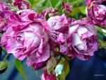 Photo of a bouquet from multi-coloured roses