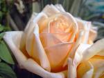 Picture of buds of a tea rose