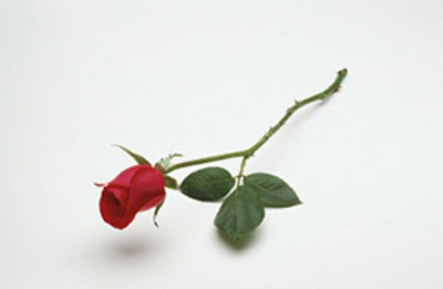 Photography of a red rose on a white background