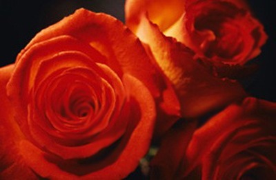 Picture of bright orange buds on a black background