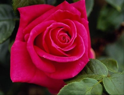 Photography of a purple bud