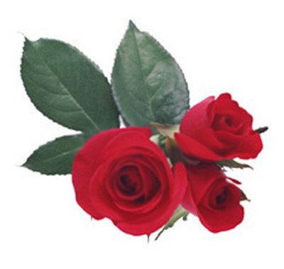 Picture with red buds on a white background