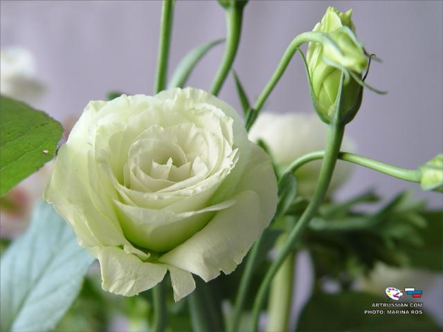 Photo of a is gentle-green bud