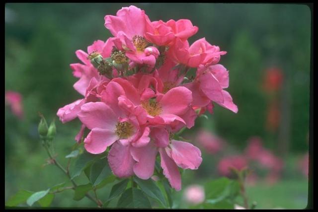 Photo of a blossoming pink bush