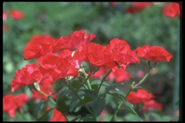 Picture of a blossoming bush of scarlet roses