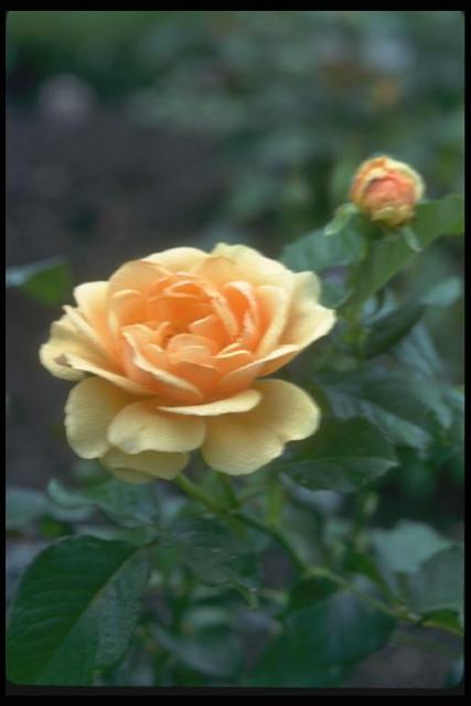 Photo of a stalk with a yellow rose