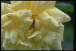 照片公开黄色花蕾