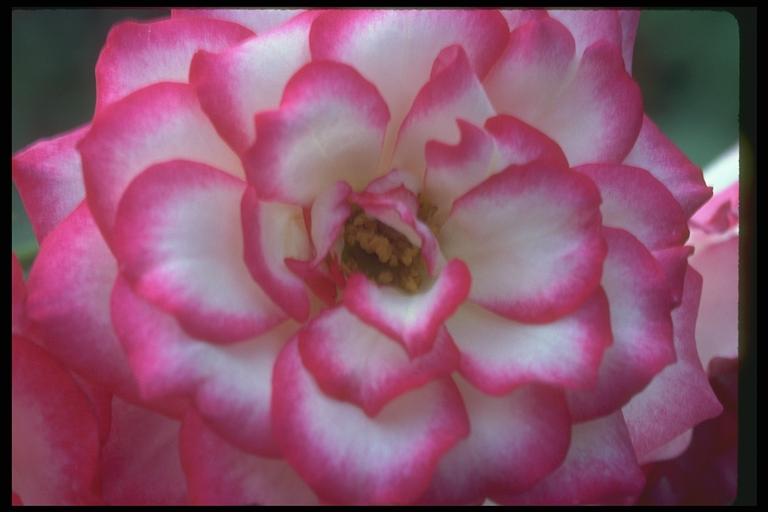 Picture of a flower of a multi-coloured rose