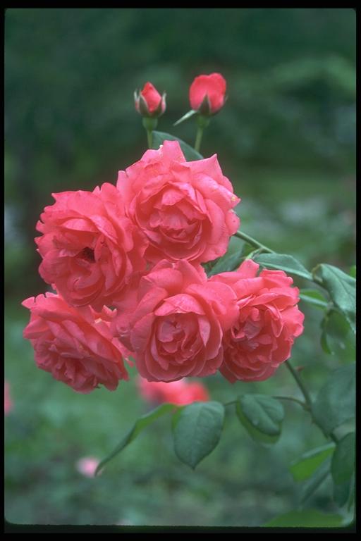 Photo of the pink dismissed bush
