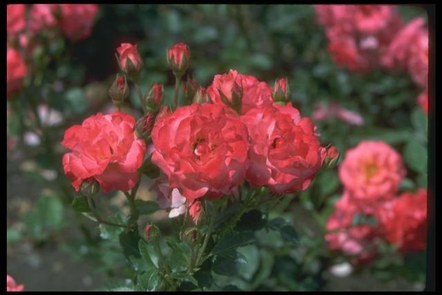 Photo of a blossoming bush in rosaries