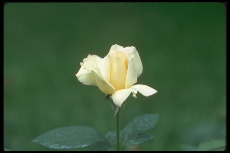 Photo of a dismissed bud