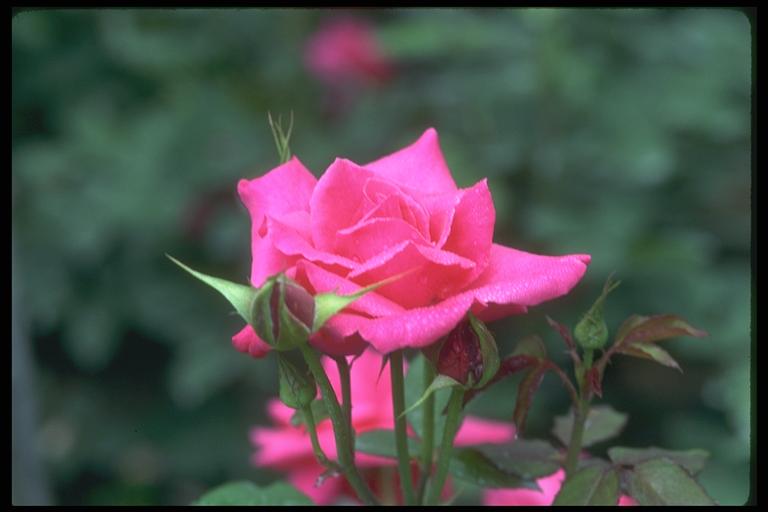 Photo of a pink bud