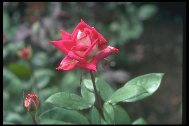 Photography of a multi-coloured bud