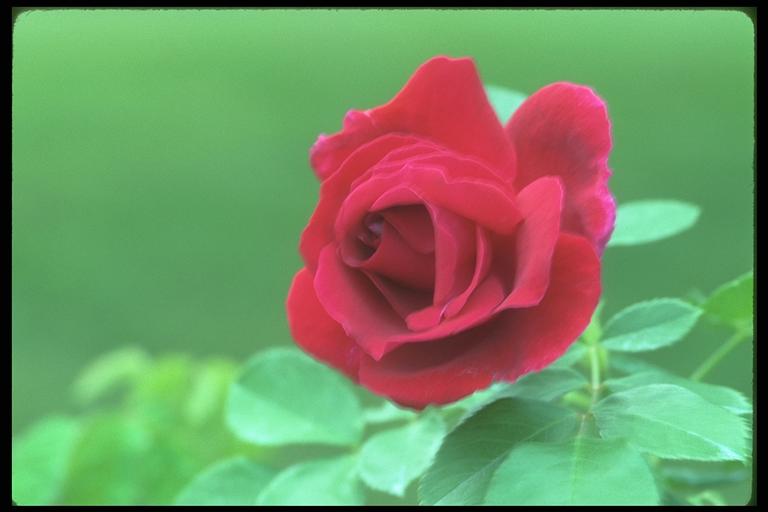 Picture with a red bud in greens