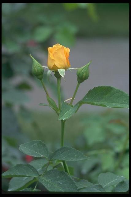 Photo of the yellow not revealed bud
