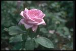 Photo of a gentle pink bud