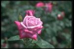 Picture of a pink blossoming bud
