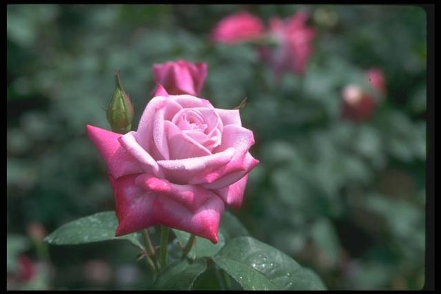 Picture of a pink blossoming bud
