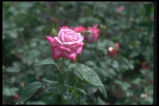 Photography of a bud on a stalk in rosaries