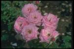 Picture of a bush with the revealed pink buds