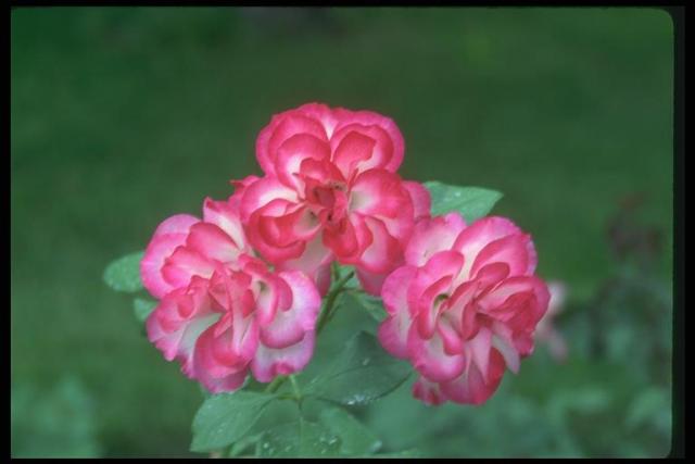 Photo Three dismissed buds