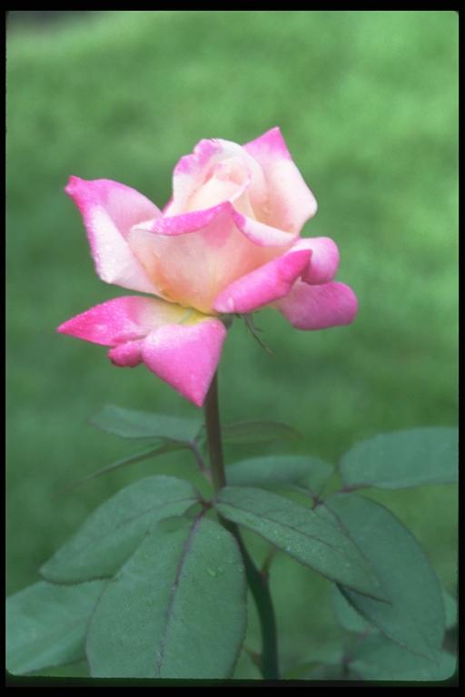 两色照片芽