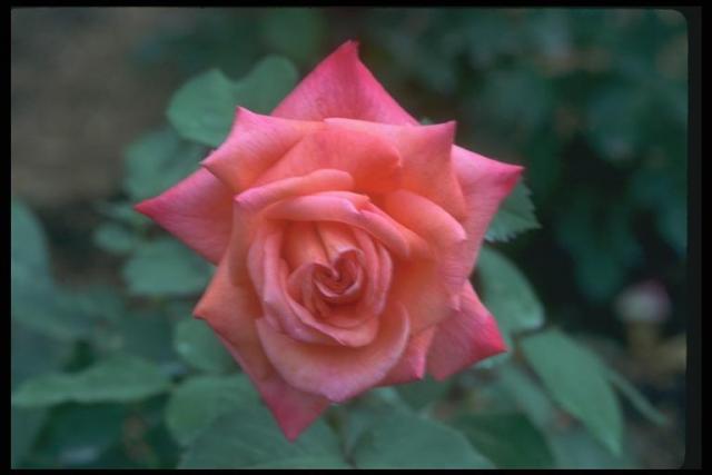 Picture of a magnificent rose