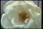 Photo with a white flower of a dogrose