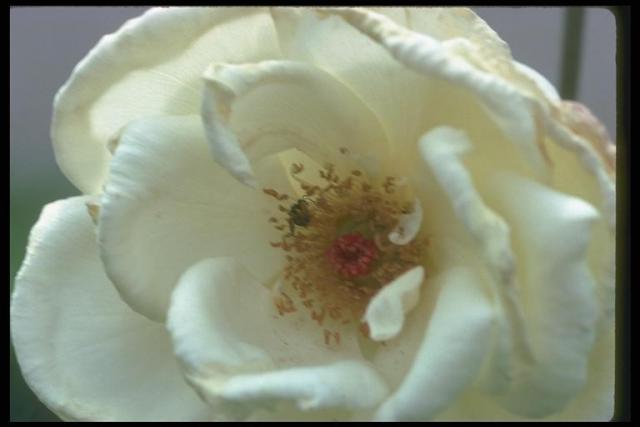 Photo with a white flower of a dogrose