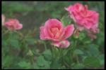 Photography of a rose in drops of dew