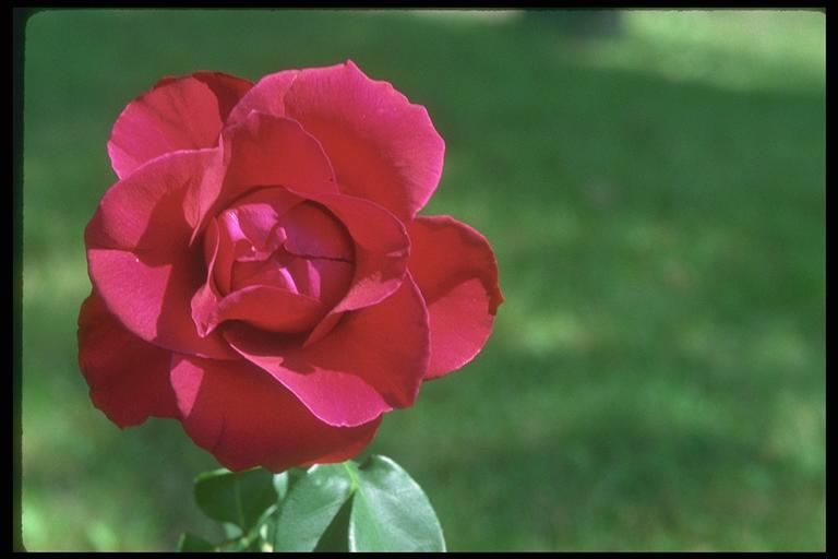 Photo of a scarlet rose in beams of the sun