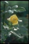 Picture of a yellow rose