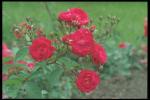 Photo of a blossoming bush