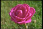Photography of the dismissed rose