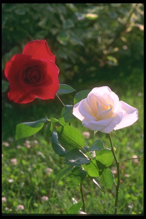 Picture with red and white roses