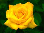 Picture of a bright yellow rose
