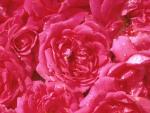 Photography Bouquet of pink buds